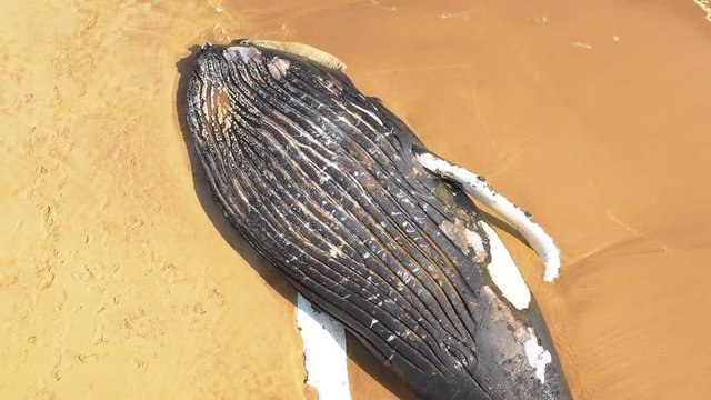 Remarkable rising aerial shot of a dead humpback whale lying on an abandoned beach along the Skeleton Coast of Namibia with waves washing in.