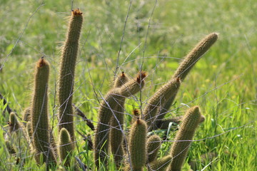 Cactus