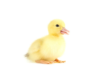 Little yellow duckling on white background