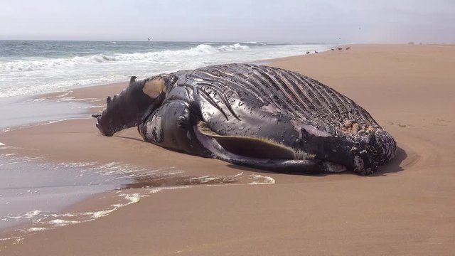 A dead humpback whale lying on an abandoned beach along the Atlantic Ocean Skeleton Coast of Namibia.
