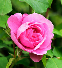 Rose Portraits.