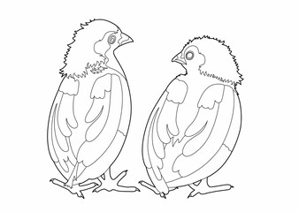 Drawing two birds conversation