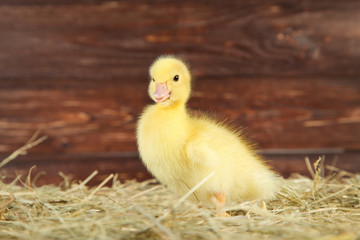 Little yellow duckling on hay