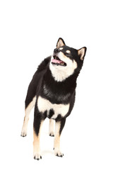 Shiba inu dog isolated on white background