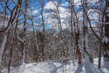Snowy Path