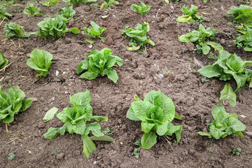 Organic vegetable garden