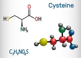 Cysteine  (L-cysteine, Cys, C) proteinogenic amino acid molecule.  Structural chemical formula and molecule model