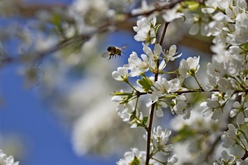 Spring bloom of cherry tree with white flowers in the garden on a sunny day