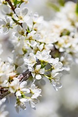Spring bloom of cherry tree with white flowers in the garden on a sunny day