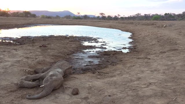 A dead poached young elephant lies beside a watering hole on the plains of Africa a victim of poaching.