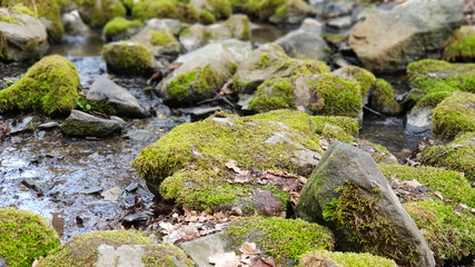 Naklejka na ściany i meble Stones in the water.Stream in the forest