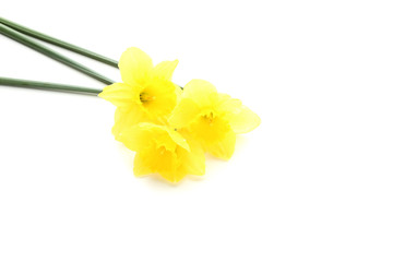 Naklejka na ściany i meble Yellow narcissus flowers on white background