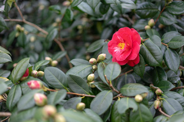 red rose in the garden