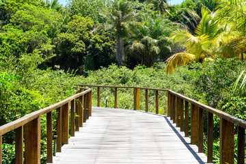 Perspective of wood bridge in deep tropical forest. Wooden bridge walkway in rain forest supporting lush ferns and palms trees during hot sunny summer. Praia do