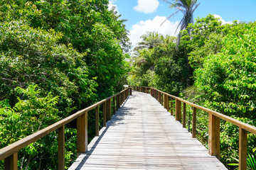 Fototapeta premium Perspective of wood bridge in deep tropical forest. Wooden bridge walkway in rain forest supporting lush ferns and palms trees during hot sunny summer. Praia do