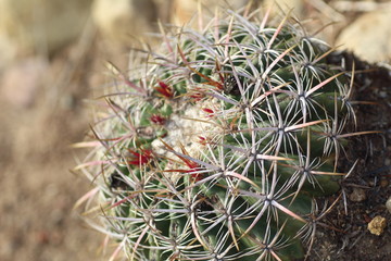 Cactus