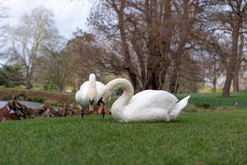 white swan and cygnets