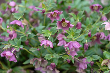pink flowers in the garden