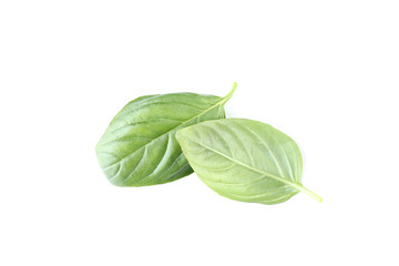 Green basil leafs isolated on white background