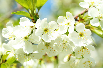 Beautiful blooming flowers on tree branch