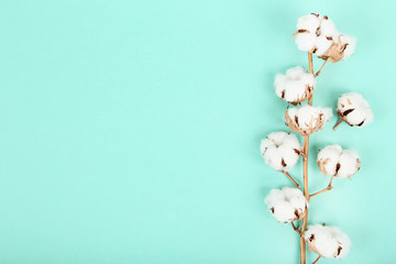 Cotton flowers on mint background
