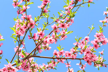 Beautiful blooming flowers on tree branch