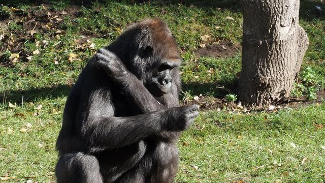 Western lowland gorilla eating