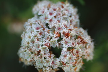 Florecitas