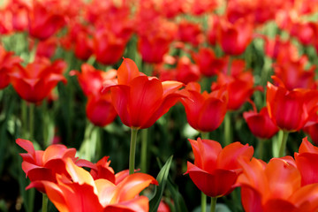 Fresh red tulip flowers in the garden