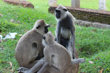 Langur, Sri Lanka