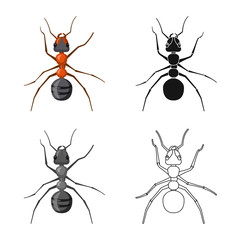 Vector design of insect and fly symbol. Collection of insect and element stock vector illustration.