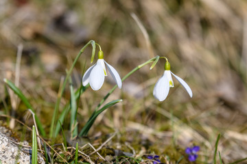 Two snowdrops spring flowers in full bloom in forest in a sunny spring day