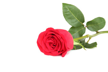 Red rose isolated on white background