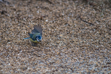 Small Bird on Seeds