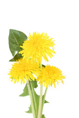 Yellow dandelions isolated on white background