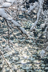 snow covered branches and river isar in the sun