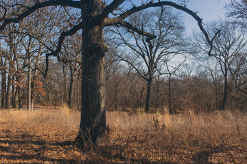 post oak tree in a field