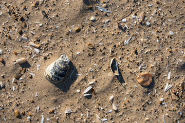 Broken bits of seashells on a beach