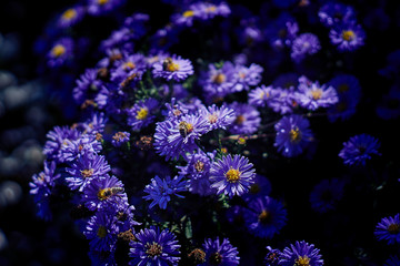 Plakat blue flowers in a park