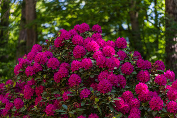 Obraz premium beautiful flowers in the rhododendron park