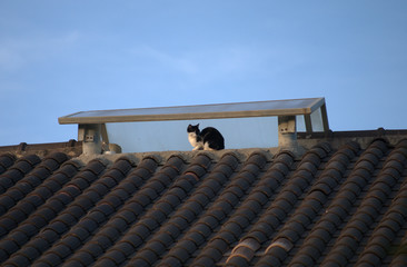 cat on the roof,domestic,animal,pet,view,sky,blue