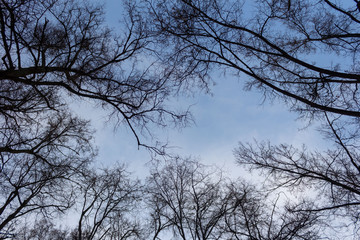 Fototapeta na wymiar Bare branch trees