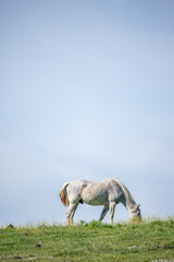 Obraz premium Horse