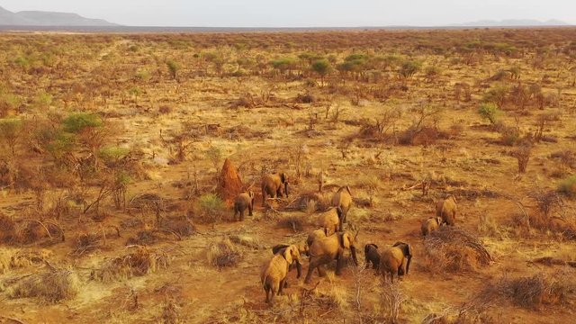 Drone aerial over a huge family herd of African elephants moving through the bush and savannah of Africa Erindi Park, Namibia.