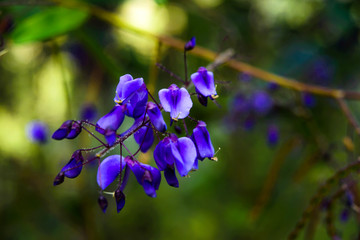 Naklejka na ściany i meble Blue flowers in spring