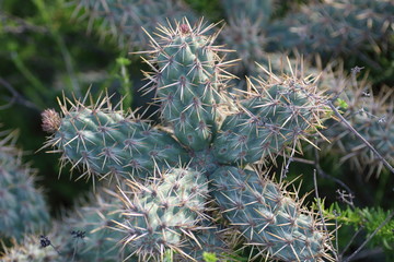 Cactus