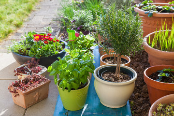 Variation of flower pots with herbs and other plants