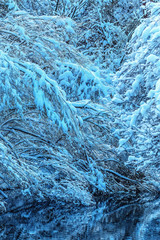 snow covered branches and river isar in the evening sun