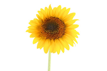 Sunflower isolated on white background