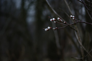 wiosna,pierwsze pąki ,zwiastuny wiosny © Piotr